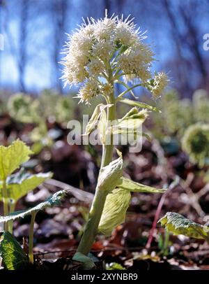 Weiße Pestwurz, Petasites albus, treibt ab April ihre traubigen Bluetenstaende vor der Laubentfaltung in Auwaeldern oder an Bachlaeufen aus dem feuchten Boden. Die Pflanze ist zweihaeusig getrenntgeschlechtlig Weiße Pestwurz *** Weißer Pestwurz, Petasites albus, sprießt seine racemosen Blütenstände ab April, bevor sich die Blätter im feuchten Boden in Wäldern oder entlang Bachufern entfalten Stockfoto