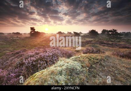 Atemberaubender nebliger Sonnenaufgang über Dünen mit blühendem Heidekraut Stockfoto