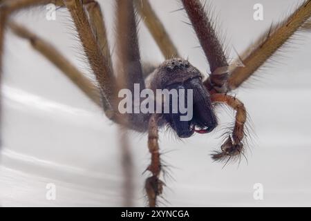 Makrofoto einer Eratigena atrica, auch bekannt als Riesenhausspinne Stockfoto