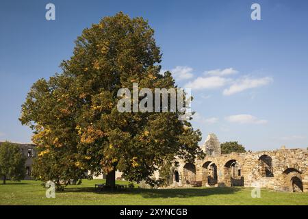 Burg Gleichen der Innenhof der Ruine Burg Gleichen mit der großen Linde im Schlosshof Burgruine Landschaft in Deutschland der Innenhof von t Stockfoto