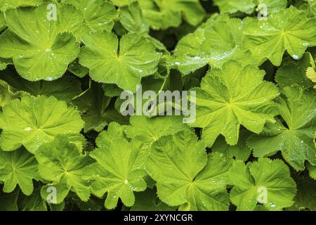 Blätter von Alchemilla mollis, Gartenmantel Stockfoto