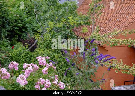 Farbenfroher Garten neben einem Backsteinhaus, üppig bepflanzt mit verschiedenen Blumen und Sträuchern, Svaneke, bornholm, ostsee, dänemark, skandinavien Stockfoto