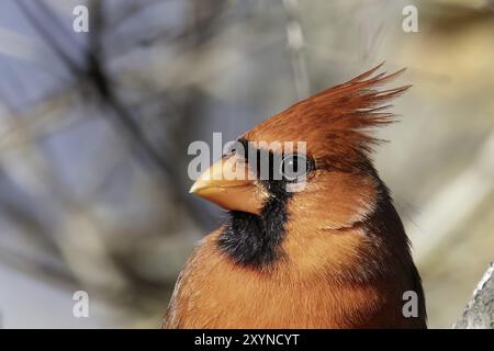 Porträt des nördlichen Kardinals (Cardinalis cardinalis) Stockfoto