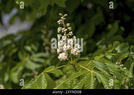 Die blühenden Rosskastanien (Aesculus hippocastanum) im Wisconsin State Park Stockfoto