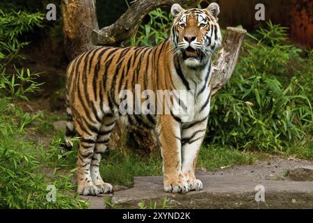 Sibirische Tiger, Amurtiger, die größten und stärksten Großkatzen der Welt, Lebensraum von Ostrussland, Nordkorea und China Stockfoto