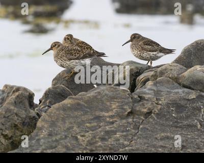 Lila Sandpiper (Calidris maritima), drei Vögel, die auf den Felsen thronen und ruhen, entlang der Küste des Arktischen Ozeans bei Ebbe, Mai, Varange Stockfoto