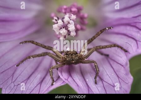 Eine Wolfsspinne sitzt in einer Blume und will ihr Territorium verteidigen. Makroaufnahme Stockfoto