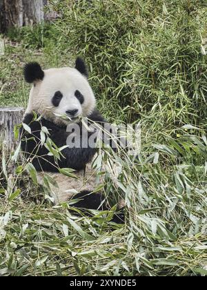 Großer Panda sitzt und isst Bambus. Gefährdete Arten. Schwarz-weißes Säugetier, das aussieht wie ein Teddybär. Tiefes Foto eines seltenen Bären Stockfoto