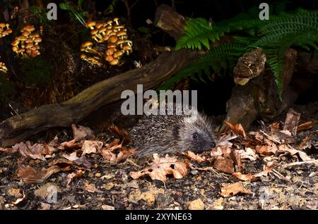 Erwachsener Igel, der nachts im Herbst auf Nahrungssuche ist Stockfoto