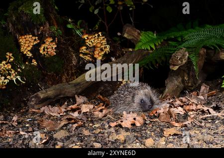 Erwachsener Igel, der nachts im Herbst auf Nahrungssuche ist Stockfoto