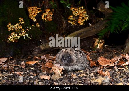 Erwachsener Igel, der nachts im Herbst auf Nahrungssuche ist Stockfoto