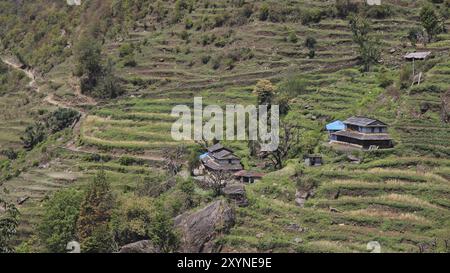 Traditionelle Architektur und Terrassenfelder in Taulung, Annapurna Conservation Area, Nepal, Asien Stockfoto