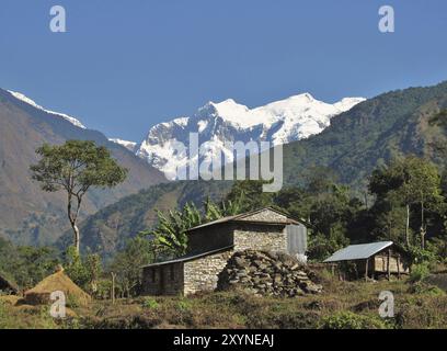 Farm im Annapurna Conservation Area, Himalaya, Nepal. Bananenbäume und schneebedeckte Berge Stockfoto