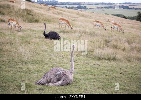 Ein Paar Strauße beobachtet eine Herde roter Lechwe-Antilopen beim Weiden Stockfoto