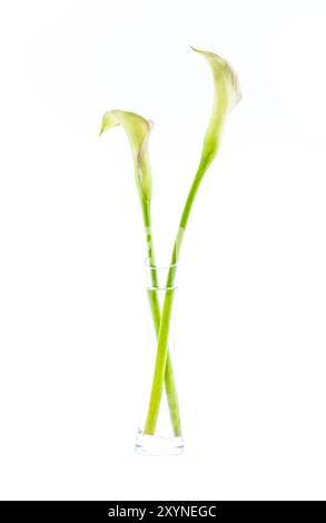 Zwei Stämme von Calla Lilie (Zantedeschia aethiopica) Blüten in Vase isoliert auf weiß Stockfoto