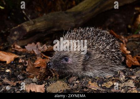 Erwachsener Igel, der nachts im Herbst auf Nahrungssuche ist Stockfoto