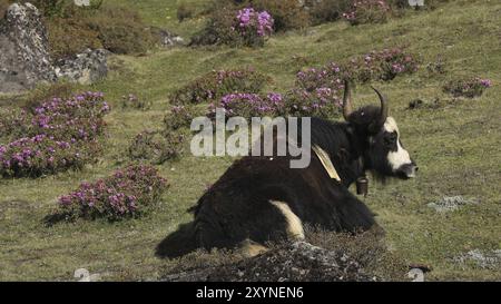 Yak ruht auf einer Wiese mit rosa Wildblumen. Frühlingsszene in Khumjung, Everest-Nationalpark Stockfoto