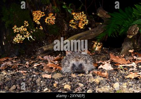 Erwachsener Igel, der nachts im Herbst auf Nahrungssuche ist Stockfoto