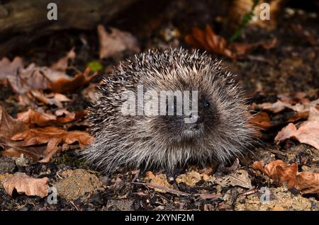 Erwachsener Igel, der nachts im Herbst auf Nahrungssuche ist Stockfoto