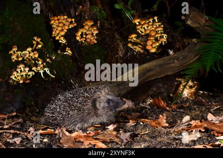 Erwachsener Igel, der nachts im Herbst auf Nahrungssuche ist Stockfoto