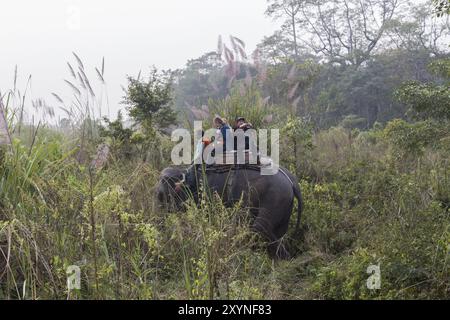 Chitwan National Park, Nepal, 30. November 2014: Touristen auf einem Elefantenritt, Asien Stockfoto