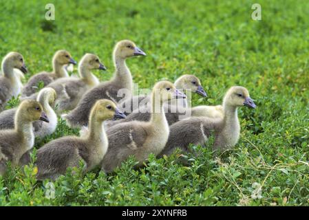 Eine junge Gänse-Stand in Grasgrün Stockfoto