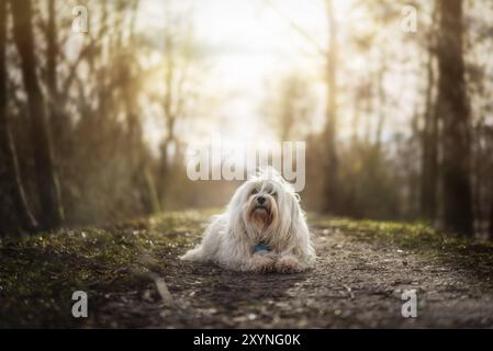 Ein kleiner weißer Havanese liegt auf dem Hochwasserdamm und wird von der Sonne von hinten beleuchtet Stockfoto