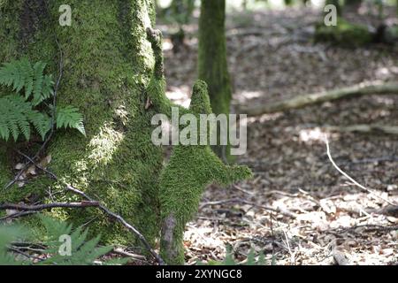 Wald, Moos, Figur, Fantasie, Gnome, auf einem Baumstamm steht eine mit Moos bewachsene Fantasy-Figur Stockfoto