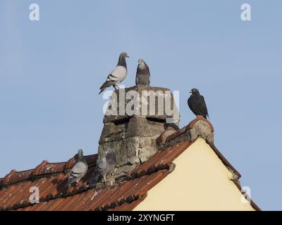 Fünf Haustauben sitzen auf einem Dach mit einem Kamin Stockfoto