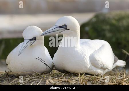 Gannet-Zuchtpaar. Zuchtpaare Im Nördlichen Gannet Stockfoto