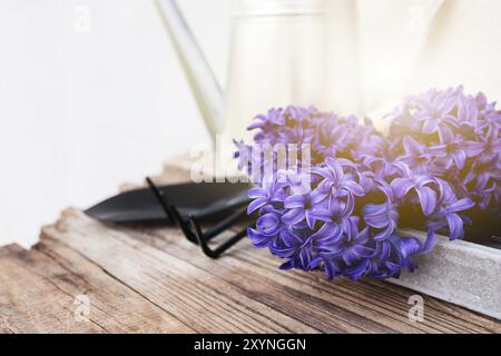 Gartenbauhobby-Konzept. Hyazinthe-Blütenblüte, kleine Gartengabel oder Rechen und Schaufel, Gießkanne aus Metall auf Holzgrund Stockfoto