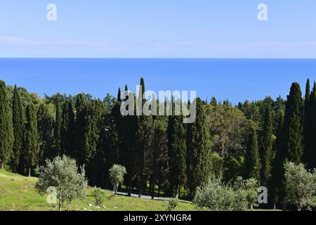 Die Natur in Abchasien in der Nähe des Neuen Athos Stockfoto