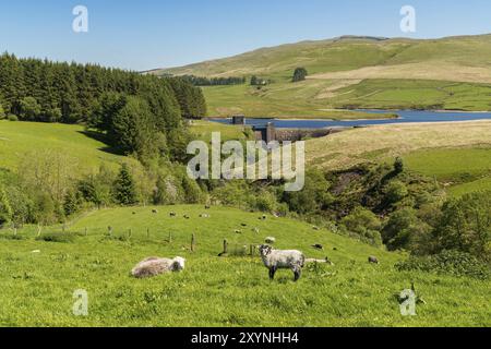 Schafe auf einer Wiese und die dinas Reservoir, in der Nähe von ponterwyd Ceredigion, Dyfed, Wales, Großbritannien Stockfoto