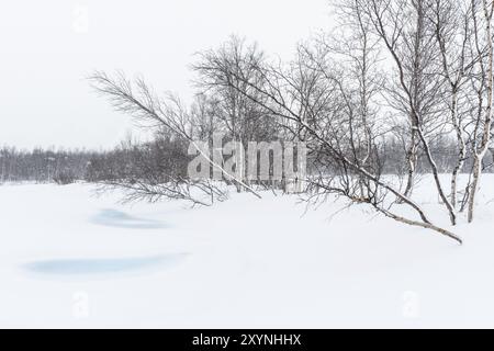 Birkenwald im Schnee, Norrbotten, Lappland, Schweden, März 2014, Europa Stockfoto