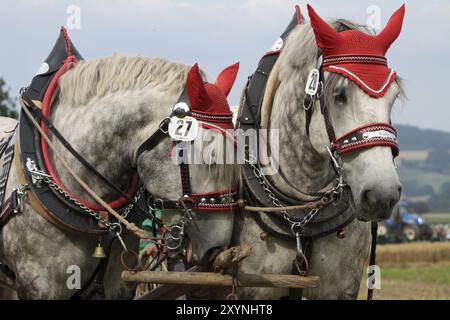 Percheron Team Stockfoto