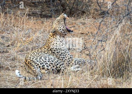 Nahaufnahme eines Yawning Leoparden, Namibia, Afrika Stockfoto