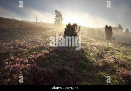 Wacholderbaumschatten auf Heideflächen bei Sonnenaufgang, Totengrund, Deutschland, Europa Stockfoto