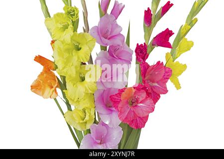 Bunte Gladiolen (Gladiolus) auf weißem Hintergrund Stockfoto