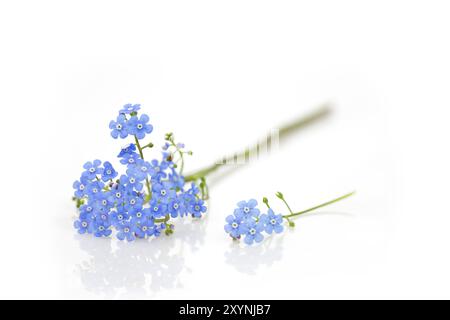 Forget-me-not, Nahaufnahme, auf weißem Hintergrund Stockfoto