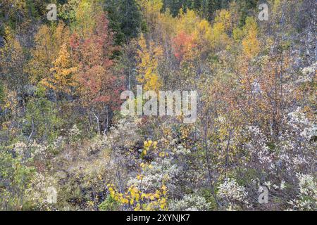 Herbstwald, Naturschutzgebiet Dundret, Gaellivare, Norrbotten, Lappland, Schweden, September 2017, Europa Stockfoto