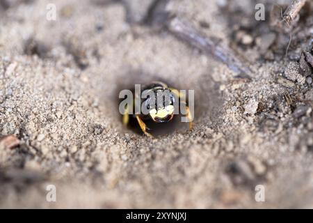 Europäischer Bienenwolf (Philanthus triangulum), in der Zuchtgrube im Sand, Niedersachsen, Deutschland, Europa Stockfoto