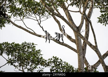 Geoffroy's Spinnenaffen (Ateles geoffroyi), zwei Affen in einem Baum, Sirena, Corcovado Nationalpark, Osa, Provinz Puntarena, Costa Rica, Central Amer Stockfoto