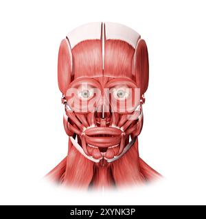 Medizinische Illustration männlicher Gesichtsmuskeln, Vorderansicht Stockfoto