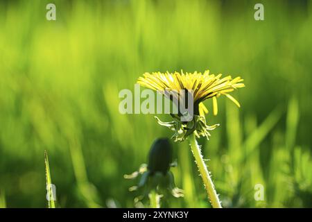 Dandelion oder auch Dandelion genannt, in gelben Farben. Sie sind überall und auch in großen Längen, aber auch die Details dieser Blume Stockfoto