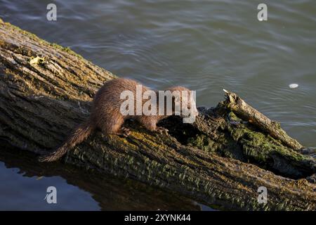 Amerikanischer Nerz (Neovison Vison) auf der Jagd auf dem Lake Michigan Stockfoto