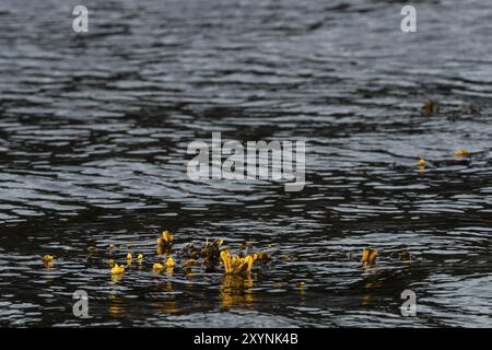 Glühender Blasensprung im Atlantik, vor der norwegischen Küste Stockfoto