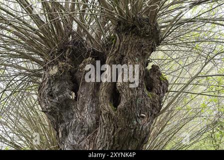 Eine Silberweide, die wie ein junger Baum geschnitten wurde, um eine bestäubte Weide zu bilden Stockfoto