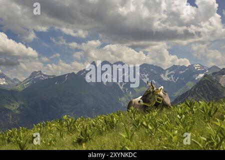 Allgaeu-Braunrinder (Bos primigenius taurus) am Fellhorn, dahinter der Allgaeu-Hauptkamm mit Trettachspitze, Maedelegabel, Bockkarkopf und H Stockfoto