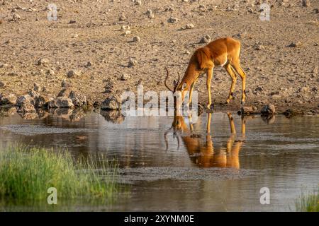 Nahaufnahme eines männlichen Impalas, der an einem Wasserloch trinkt, Wasserreflexionen, Wildtiersafari und Pirschfahrt in Namibia, Afrika Stockfoto