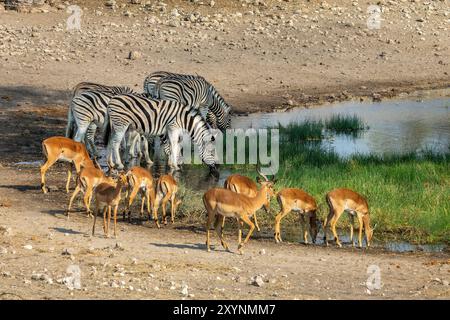 Nahaufnahme von Herden von Bergzebras und Impalasantilopen bei einem Wasserloch, einer Safari und einer Pirschfahrt in Namibia, Afrika Stockfoto